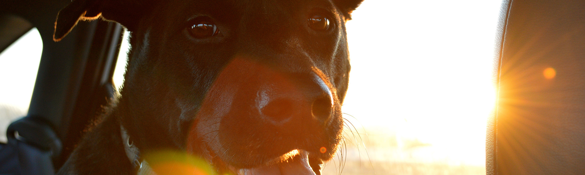 Applied Animal Behavior